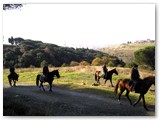 Parco dei Poggetti. Parte del percorso fa parte dell'ippovia del Mediterraneo
