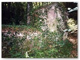 Fonte del Querciolo sfruttata mediante acquedotto  per la fattoria di Paltratico