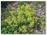 Fioriture primaverili sulle rocce serpentiniti (gabbri)