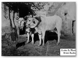 1944