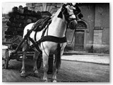 Mezzi di trasporto - Carro a pianale senza sponde. Barroccio se ha le sponde laterali. 