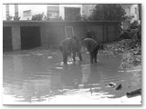 GROSSETO alluvione del 4 nov. 1966