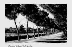 Viale_dei_pini.jpg (44204 byte)