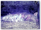 12 cucciolotti da allattare (M. Guidi)