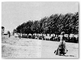 Fine '800 - I platani sul lato nord della piazza sono lo stand della fiera bovina