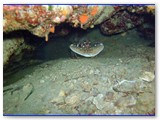 Lupicante a guardia della sua grotta (foto Gruppo Pao Pao)