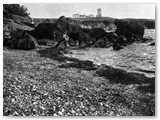 Fine '800 - Questa vista dal Quercetano, mostra quanto fosse privo di vegetazione il promontorio di Castiglioncello.