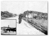 1907 - Via del Littorale. Il barroccio unico mezzo di trasporto pesante.