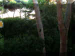scoiattoli in pineta.JPG (75072 byte)