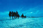 campagna_8.jpg (33219 byte)